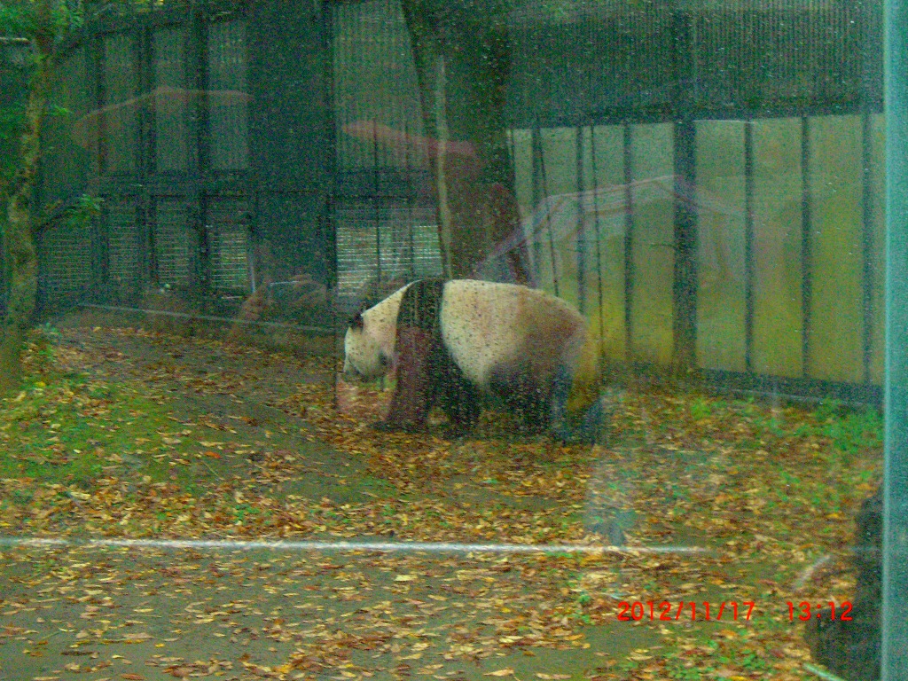 http://mafutan.com/marutanikki/2012/11/23/panda2.jpg